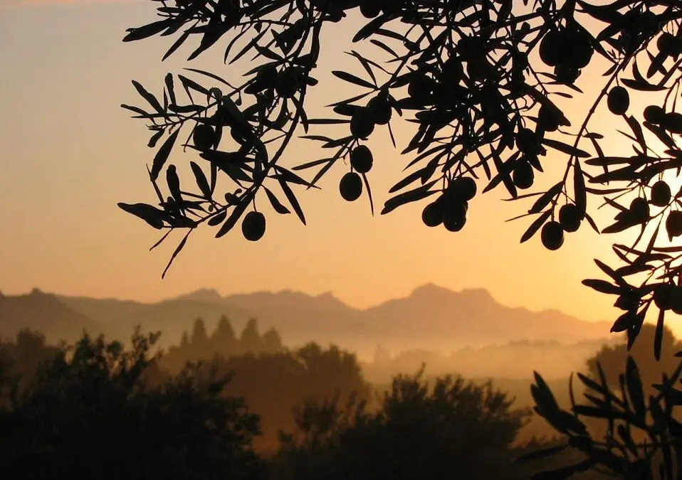 Randonnées Marcel Pagnol : les 4 balades à ne pas manquer