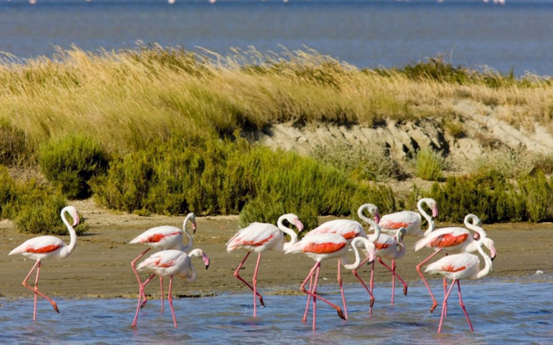 La Camargue