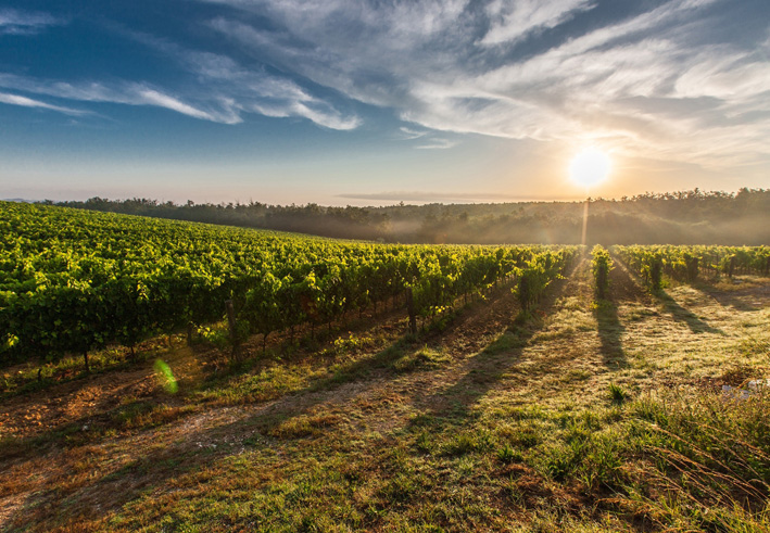 Autour de la vigne…