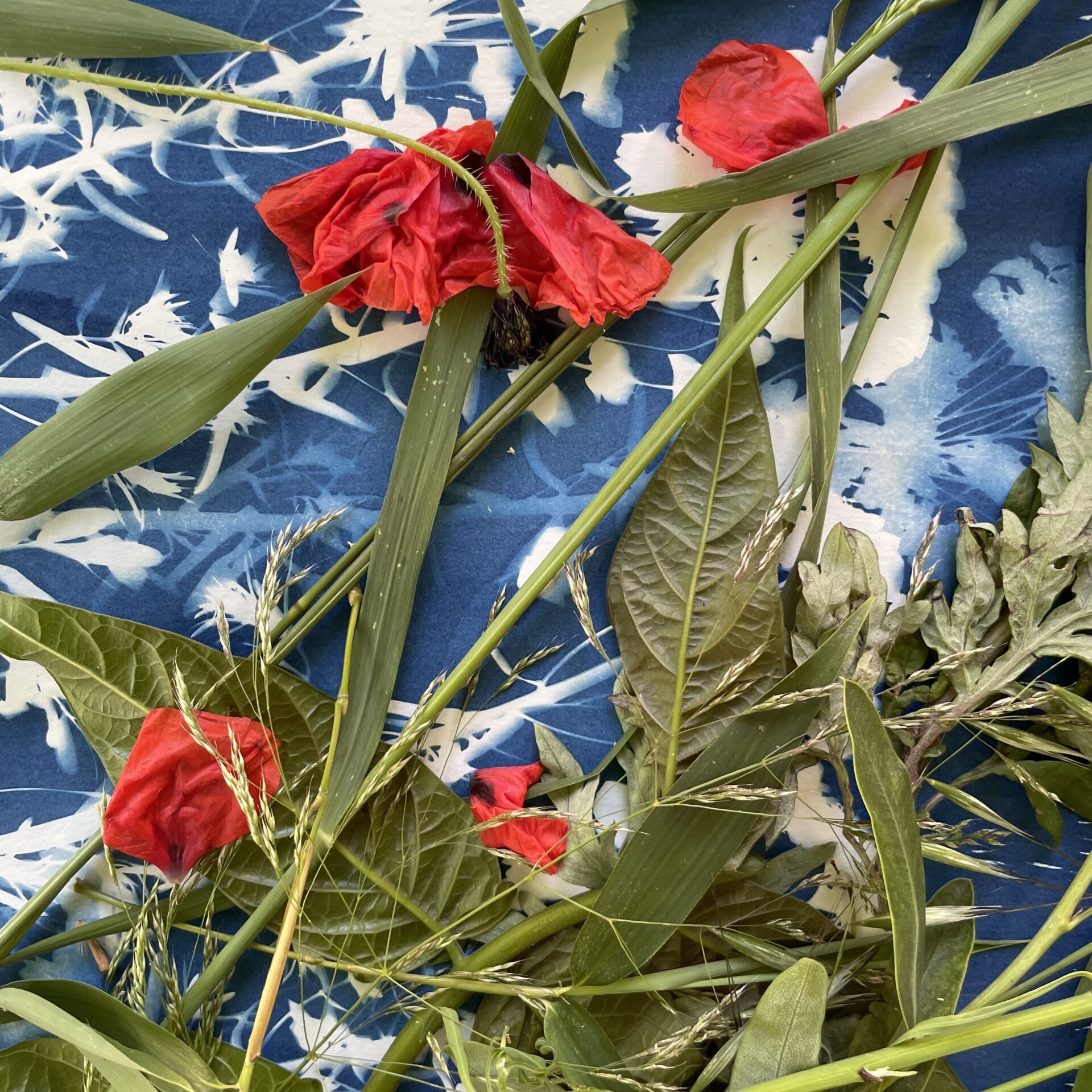 Ateliers cyanotypes Baumanière aux Baux-de-Provence - Anne Bonnefon
