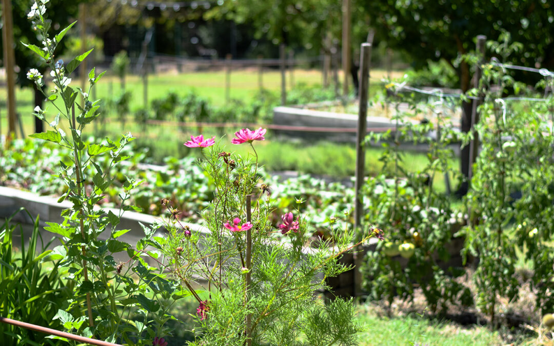 Découverte sensorielle au potager